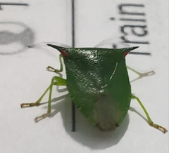 Sabaeus