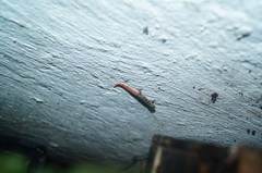 Sphaerodactylus glaucus