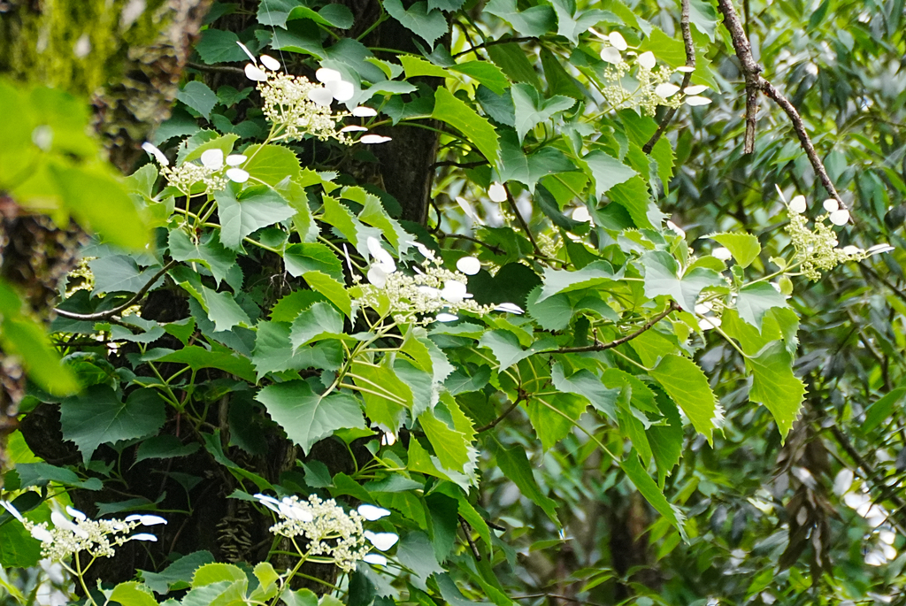 Cẩm tú cầu leo Nhật – Hydrangea hydrangeoides