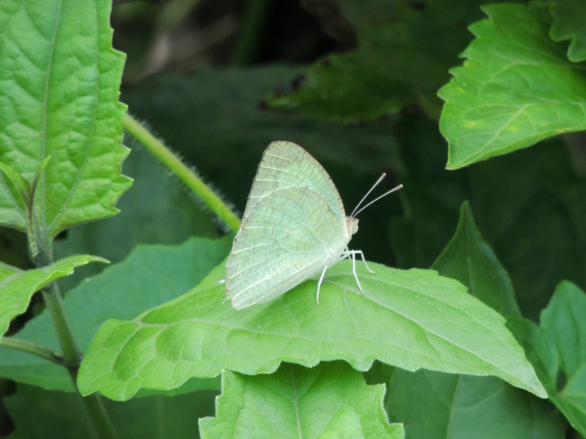 Mottled Emigrant