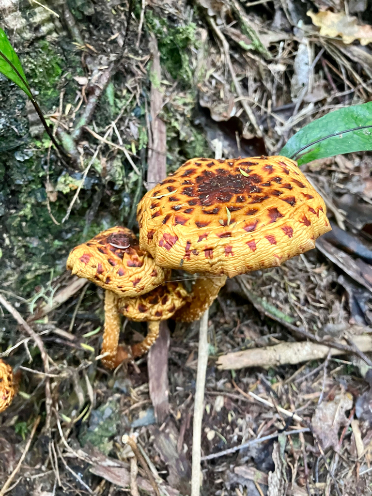 Pholiota glutinosa · May 2025 · photo: © bihnz (iNaturalist, cc-by)