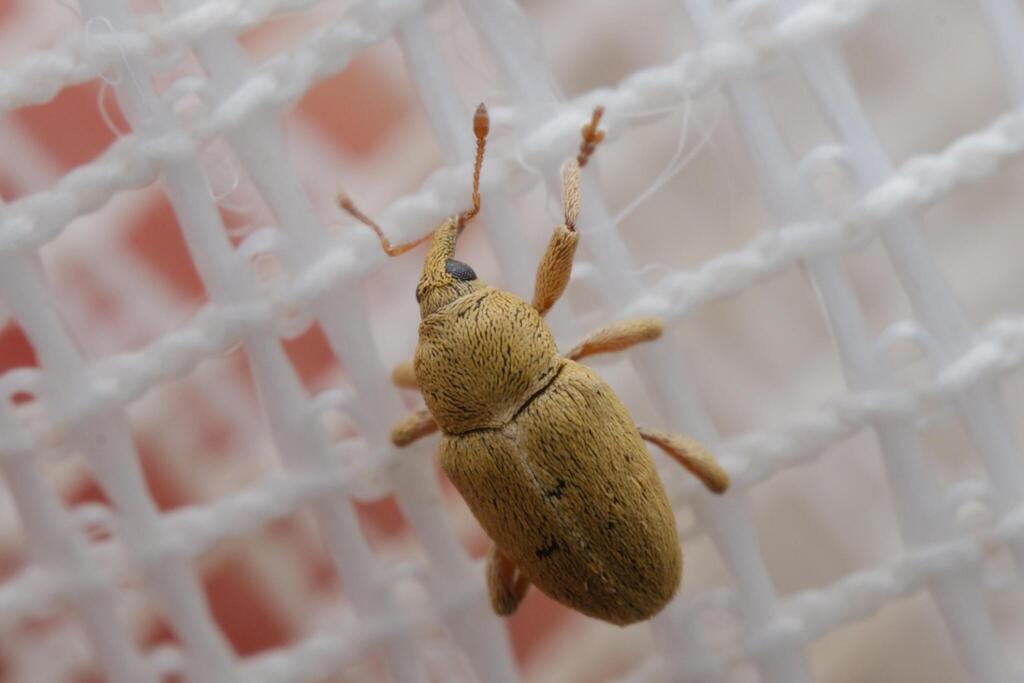 Tychius flavus