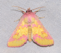 Psectrotarsia suavis