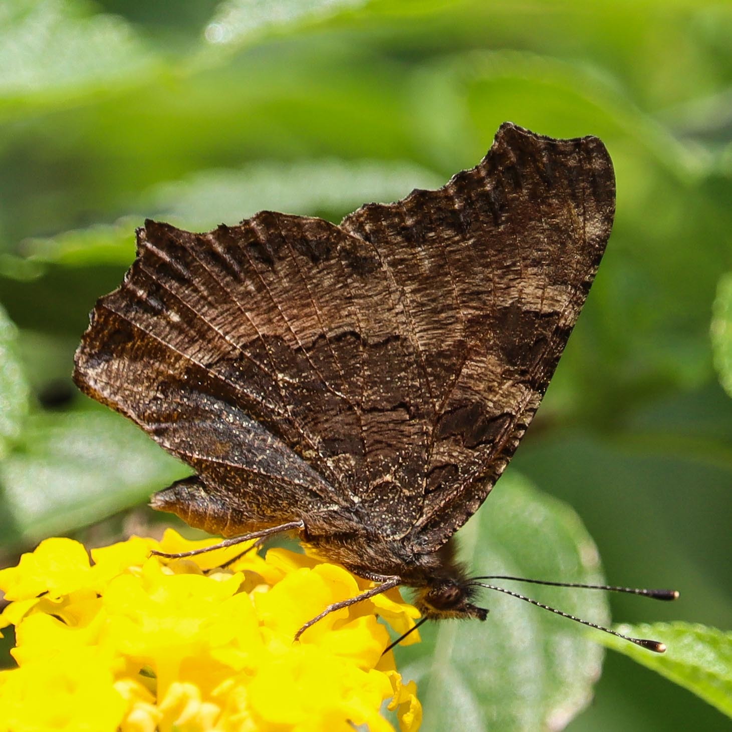 Indian Tortoiseshell