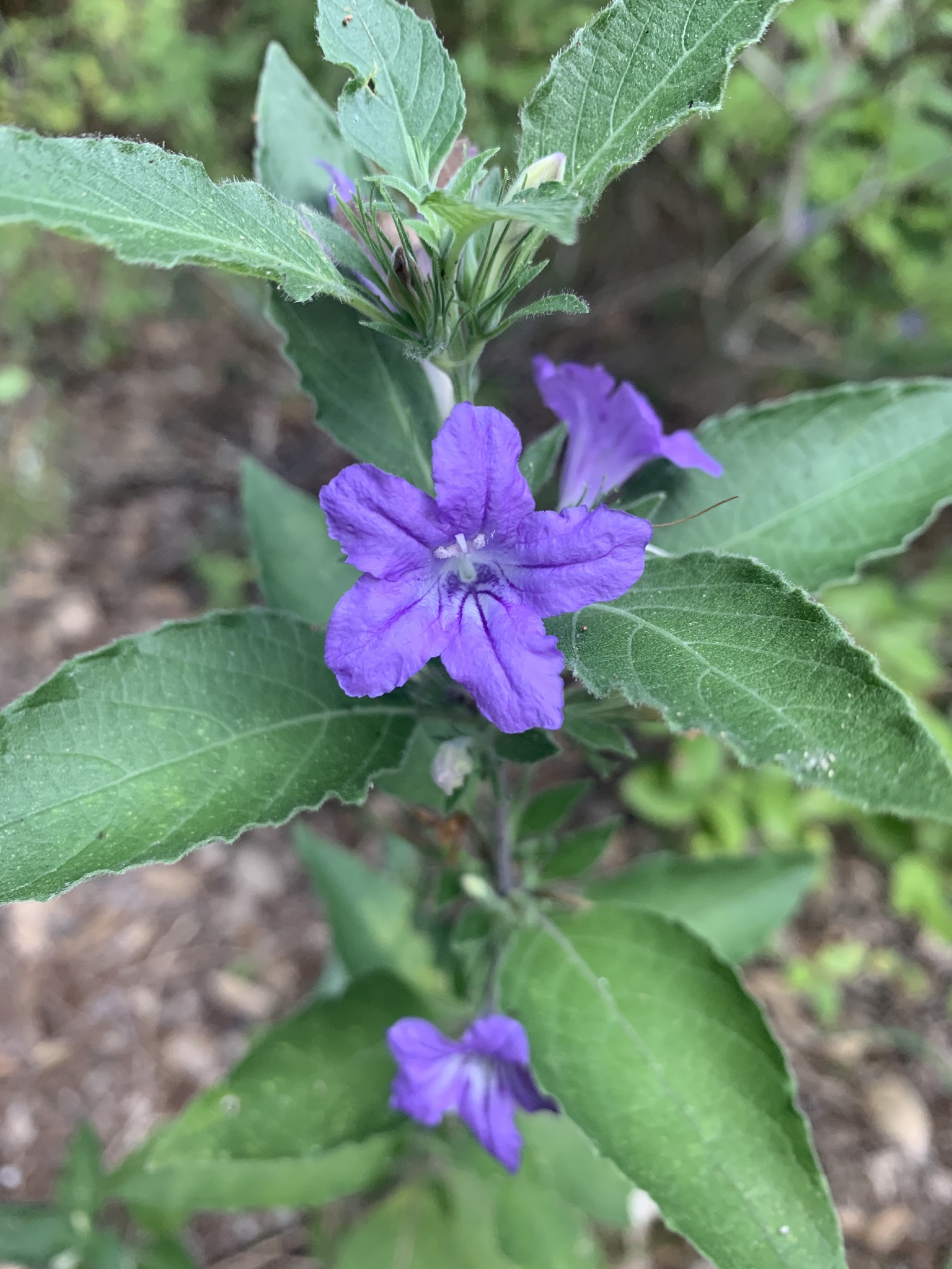 Ruellia drummondiana