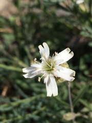 Silene douglasii