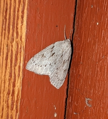 Philedia punctomacularia