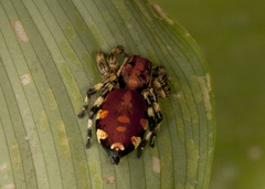 Phiale guttata