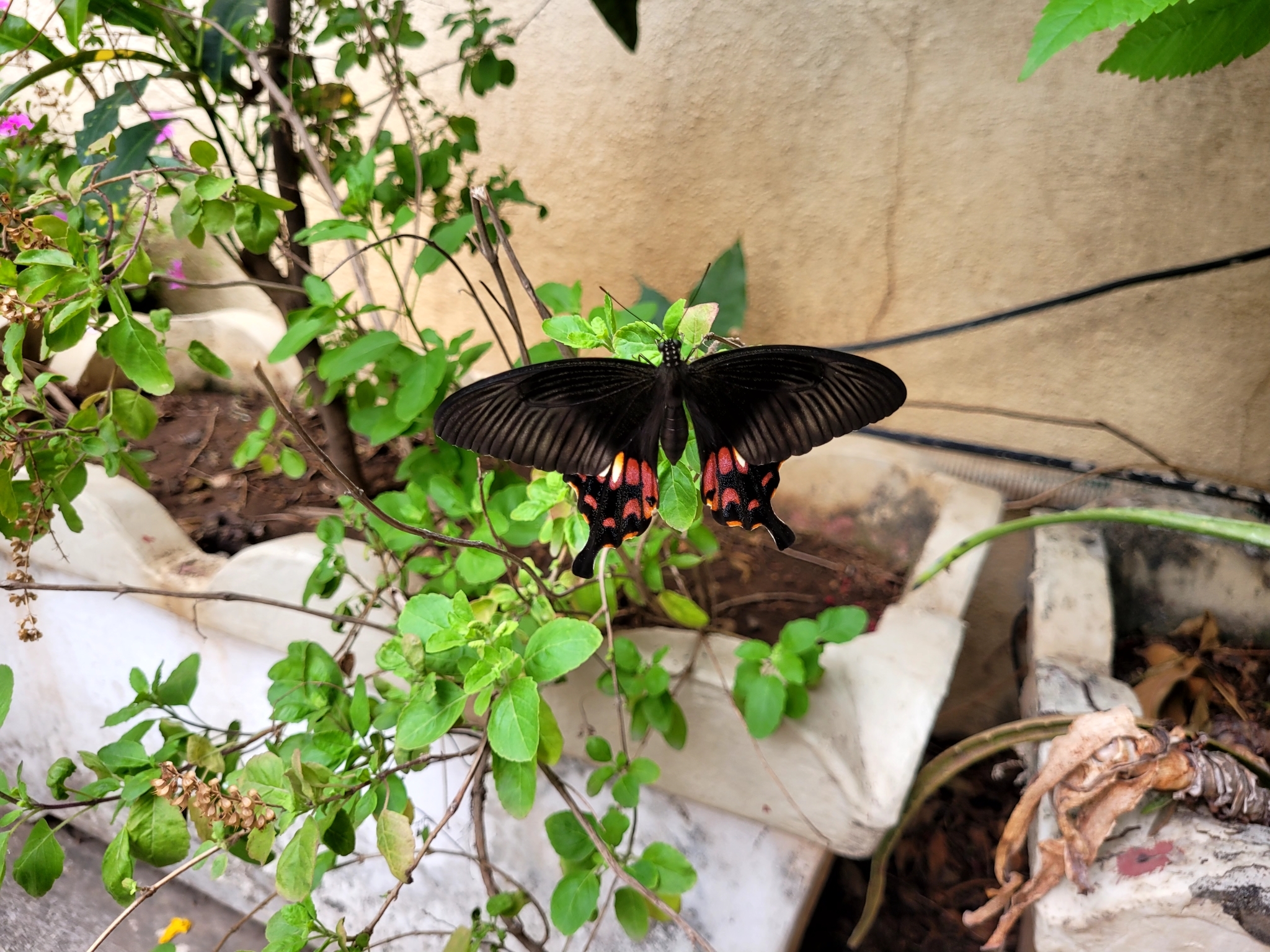 Common Mormon