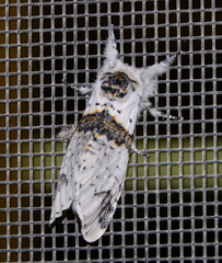 Furcula scolopendrina