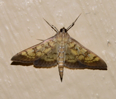 Mimorista