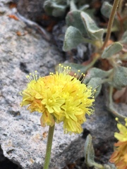 Eriogonum rosense