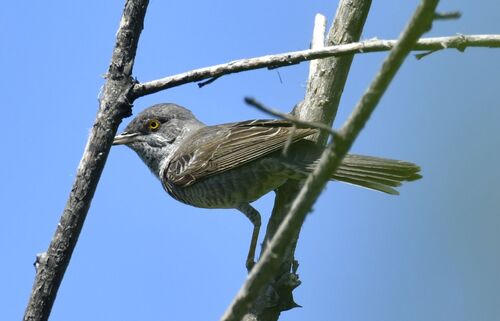 Barred Warbler