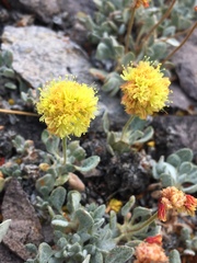 Eriogonum rosense
