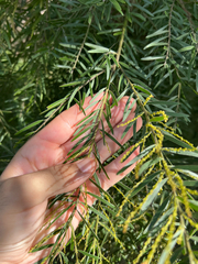Fringed Wattle (Acacia fimbriata)