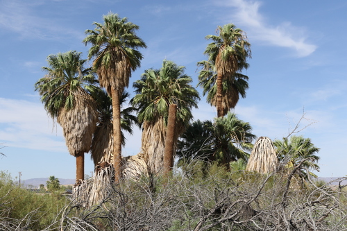 Representative image of Washingtonia filifera