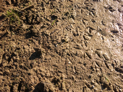 Charadrius vociferus