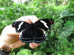 Catonephele numilia esite