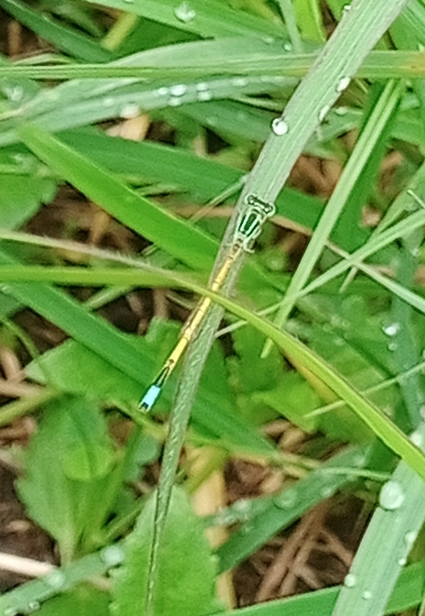 Golden Bluetail