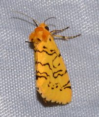 Chrysoecia atrolinea