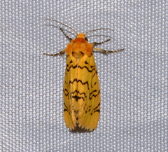 Chrysoecia atrolinea