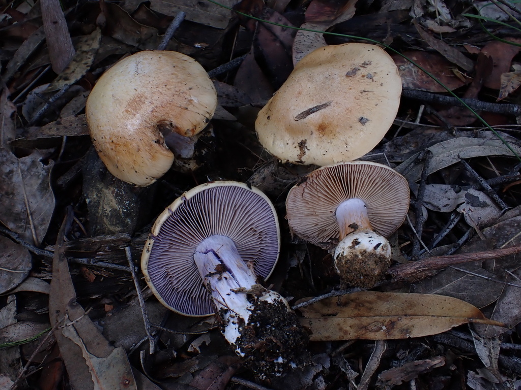 Phlegmacium coelopus · May 2025 · photo: © oqt (iNaturalist, cc-by)