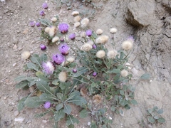Jurinea ruprechtii