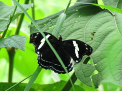 Catonephele numilia esite