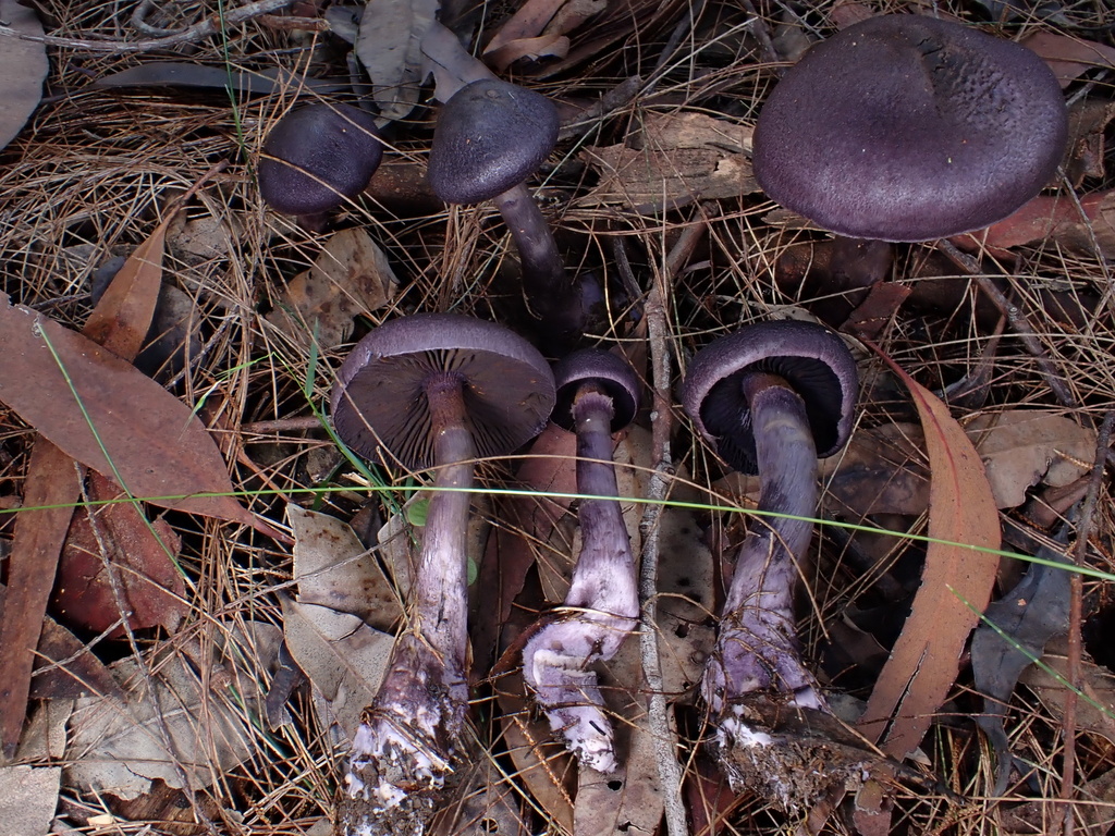 Cortinarius kioloensis · May 2025 · photo: © oqt (iNaturalist, cc-by)