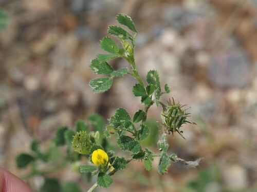 Barrelclover (Medicago truncatula)