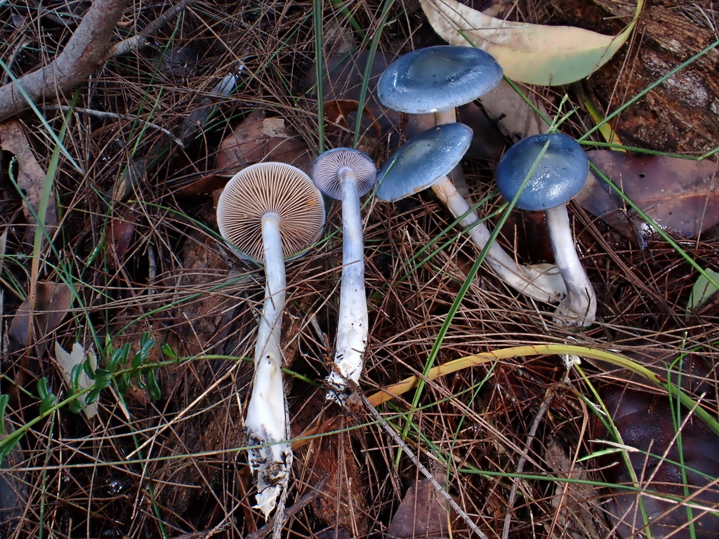 Cortinarius rotundisporus · May 2025 · photo: © oqt (iNaturalist, cc-by)