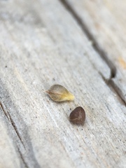 Carex deflexa boottii