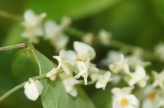 Antigonon flavescens