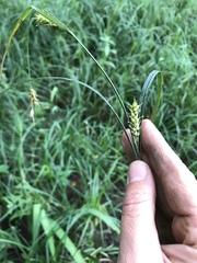 Carex granularis