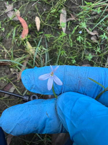 Lobelia stenophylla, photograph 1
