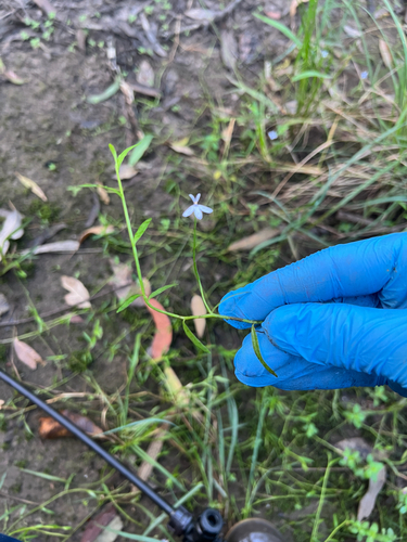 Lobelia stenophylla, photograph 2