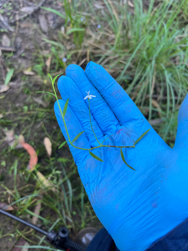 Lobelia stenophylla, photograph 3