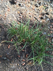 Carex deflexa boottii