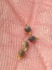 Carex deflexa boottii