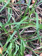 Carex deflexa boottii