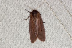 Phragmatobia
