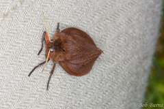 Phragmatobia