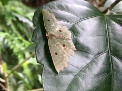 Chlorodontopera taiwana