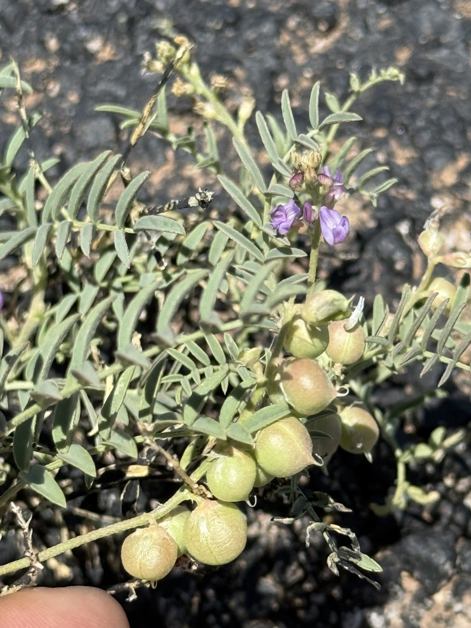 Astragalus thurberi