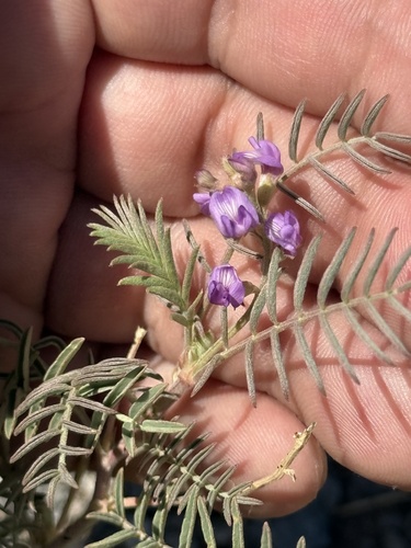 Thurber's Milkvetch (Astragalus thurberi)