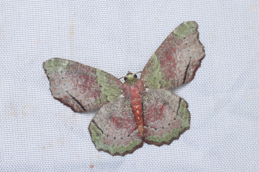 Xenozancla versicolor