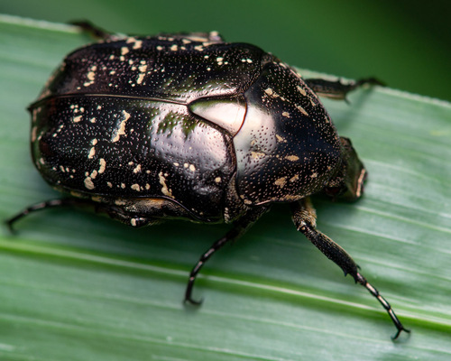 Oriental Flower Beetle