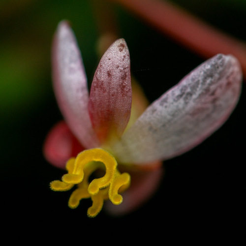 Begonia foliosa observed 2025-05-24
