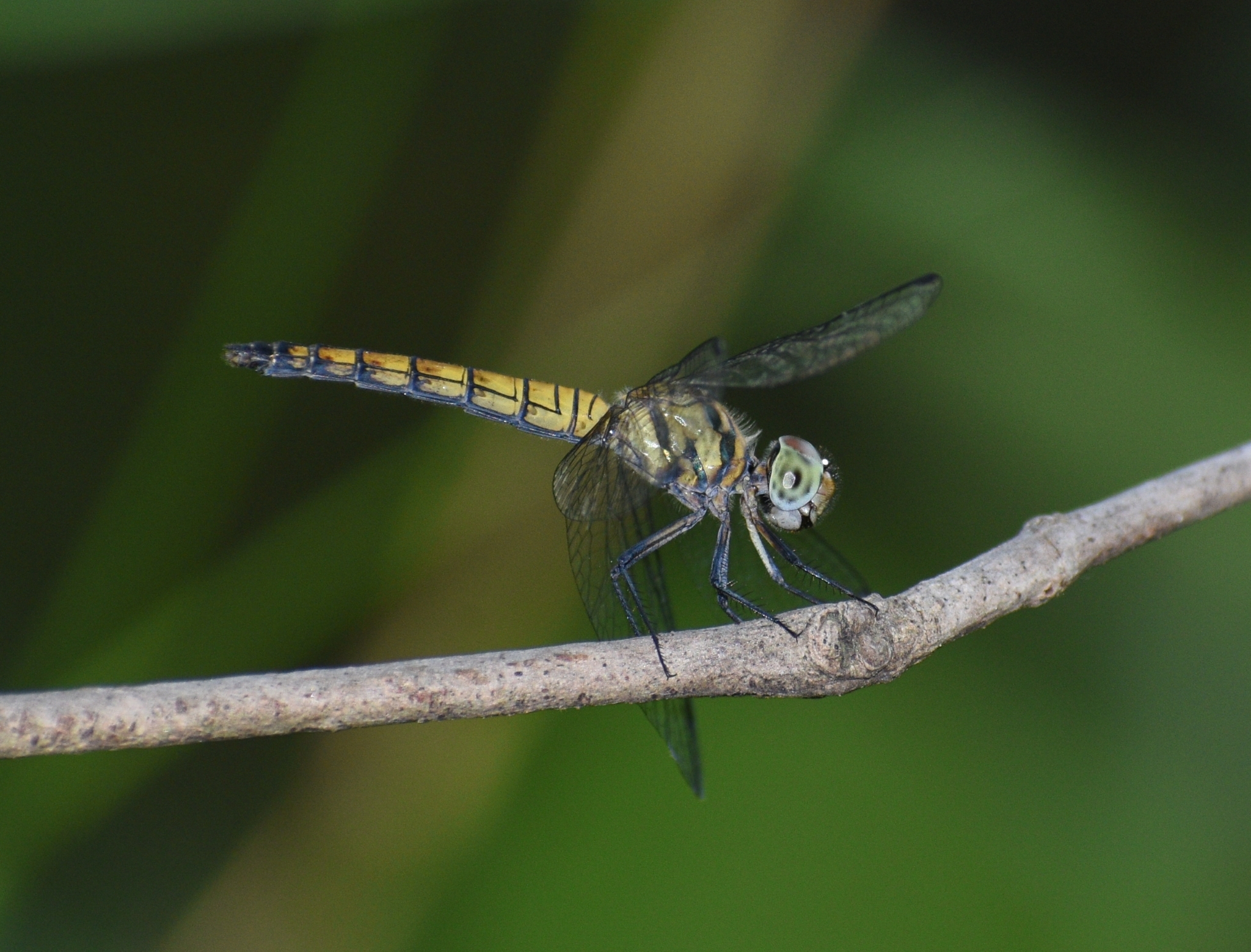 Black-Tailed Dasher