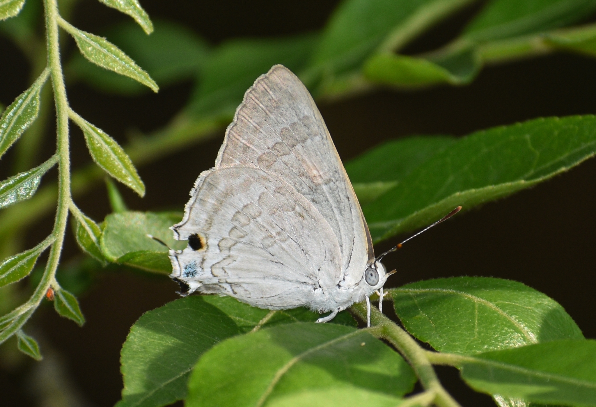 Common Guava Blue